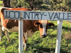 Cow and CV Sign